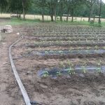 13419190_511212905751188_7697359815329377451_n